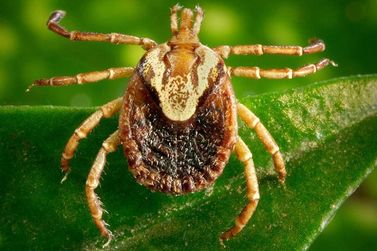 Sumar&eacute; promove Dia D de Conscientiza&ccedil;&atilde;o da Febre Maculosa no dia 13 de julho