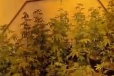 Baep prende mulher e apreende 9,2 kg de drogas em estufa de maconha em Sumar&eacute;