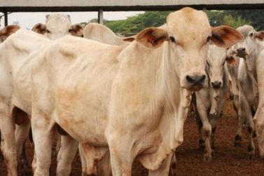 Adagro inicia campanha obrigat&oacute;ria de atualiza&ccedil;&atilde;o de rebanhos em Pernambuco