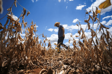 Nova portaria fortalece a agricultura familiar frente &agrave;s mudan&ccedil;as clim&aacute;ticas