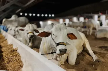 Exposi&ccedil;&atilde;o de Animais de Surubim chega &agrave; 47&ordf; edi&ccedil;&atilde;o com datas confirmadas