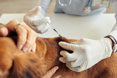 Prefeitura de Surubim inicia pr&eacute;-campanha de vacina&ccedil;&atilde;o antirr&aacute;bica animal