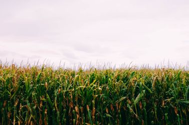 Acompanhe os valores dos principais produtos do mercado rural do Oeste do Paran&aacute;