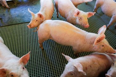 Toledo mant&eacute;m lideran&ccedil;a estadual no Valor Bruto da Produ&ccedil;&atilde;o Agropecu&aacute;ria