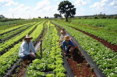 2&ordf; Festa do Agricultor de Toledo ter&aacute; desfile de tratores e almo&ccedil;o com pratos t&iacute;picos