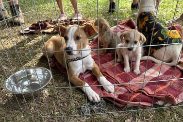 Arrai&aacute; da Causa Animal acontece neste s&aacute;bado com bingo, show e comidas t&iacute;picas em Toledo