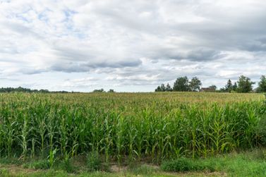 Mercado agr&iacute;cola tem novas cota&ccedil;&otilde;es para os principais gr&atilde;os cultivados no Oeste