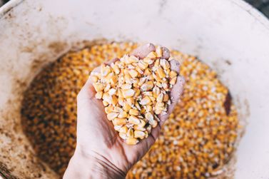 Mercado de gr&atilde;os come&ccedil;a a semana com novas cota&ccedil;&otilde;es de milho, soja e trigo