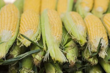 Milho, soja, su&iacute;no e mais: veja as cota&ccedil;&otilde;es do mercado agr&iacute;cola nesta segunda-feira