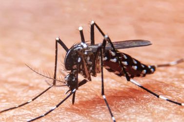 Mudan&ccedil;a no clima aumenta risco de dengue e chikungunya; Toledo j&aacute; vive recorde da doen&ccedil;a