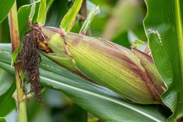 Confira as cota&ccedil;&otilde;es do mercado agr&iacute;cola nesta quarta-feira na regi&atilde;o Oeste