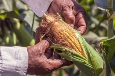 Mercado agr&iacute;cola fecha agosto com novas cota&ccedil;&otilde;es nesta segunda-feira