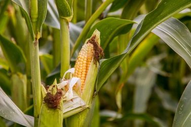 Mercado agr&iacute;cola fecha semana com novas cota&ccedil;&otilde;es dos principais produtos do Oeste