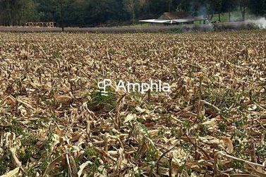 Ch&aacute;cara &agrave; venda - 10000m&sup2; - Dois Irm&atilde;os