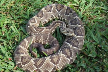Cobra Cascavel em Tr&ecirc;s Rios: Como se Proteger e o Que Fazer ao Encontr&aacute;-la