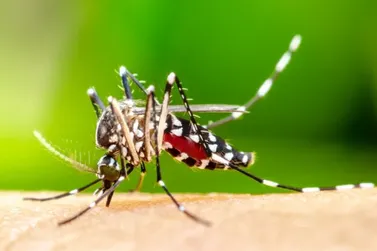 Dengue: Como Prevenir, Identificar os Sintomas e Se Proteger da Doen&ccedil;a