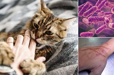 Esporotricose: O Avan&ccedil;o da Zoonose que Afeta Humanos e Animais 