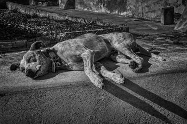 O impacto do abandono de pets em Tr&ecirc;s Rios