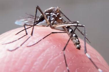 Dengue: Conheça os sintomas e adote medidas preventivas