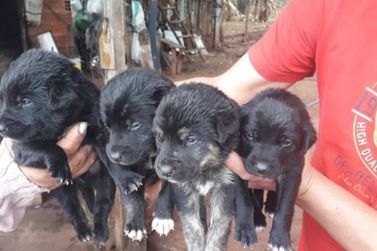 Em noite de frio e chuva, sete c&atilde;es filhotes s&atilde;o abandonados em Tapira