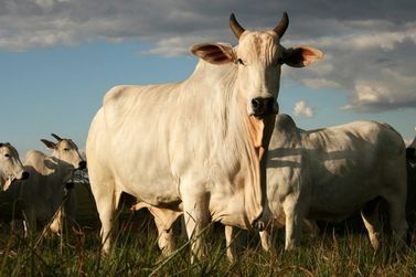 Regi&atilde;o: 28 cabe&ccedil;as de gado s&atilde;o furtadas em zona rural de Cafezal do Sul