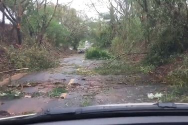 Vento forte derruba &aacute;rvores na rodovia PR-082, entre distritos de Tapira; V&Iacute;DEOS
