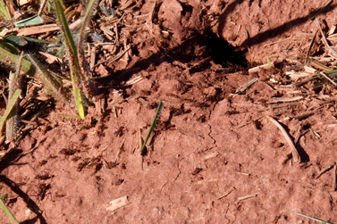 Umuarama realiza segundo encontro técnico sobre manejo da formiga cortadeira