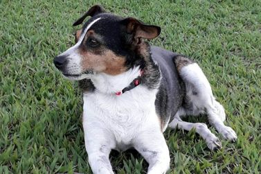 Família oferece recompensa para quem encontrar cachorra desaparecida em Umuarama