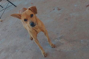 Tutor procura por cãozinho cego que desapareceu de seu lar em Umuarama