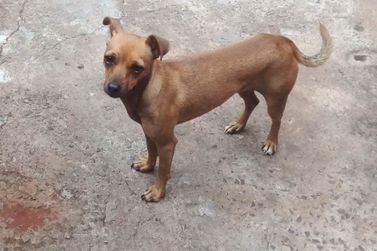 Umuaramense procura tutor de cachorra encontrada na região da praça Anchieta