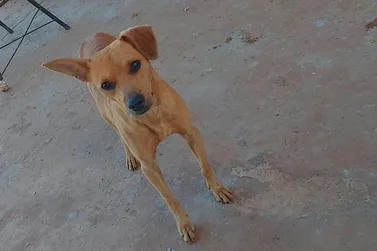 Tutor continua a procura de cãozinho cego que desapareceu em Umuarama