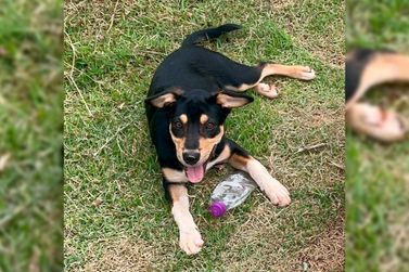 Cachorro Sansão desapareceu em Umuarama e tutora pede ajuda para encontrá-lo
