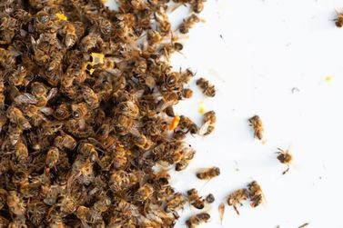 MPPR denuncia empresa e piloto pela morte de um milhão de abelhas