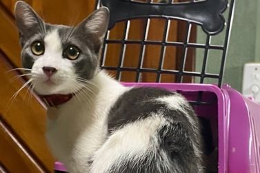 Tutora pede ajuda para encontrar gato de estimação que desapareceu em Umuarama