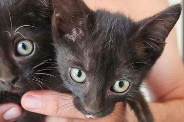 Morador de Umuarama busca novos lares para gatos abandonados; saiba como adotar