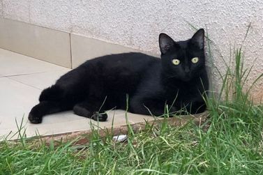 Moradora do Parque Interlagos faz apelo para localizar gata desaparecida