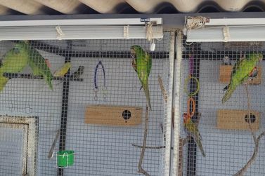 Polícia apreende pássaros silvestres e aplica multa de R$ 2 mil em Umuarama