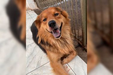 Depois de dois dias desaparecido, cãozinho Thor é encontrado em Umuarama