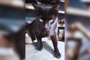 Ajude a encontrar a gatinha com a perna fraturada desaparecida em Umuarama