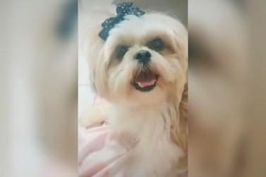 Cachorra Felícia desapareceu há uma semana e família pede ajuda para encontrá-la