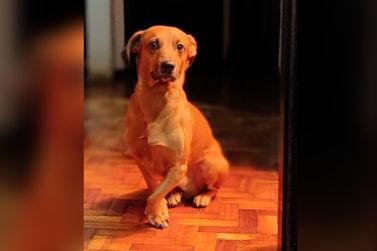 Umuaramense faz apelo para localizar cachorro desaparecido no Jardim Canadá II