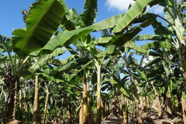 Agricultura abre cadastro para interessados no cultivo de banana em Umuarama