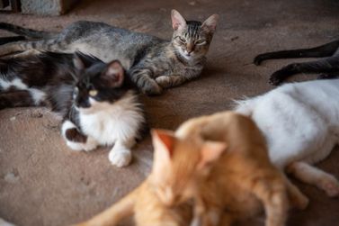 Famílias vulneráveis podem vacinar cães e gatos contra raiva gratuitamente