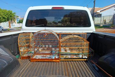 Instituto Água e Terra fecha cativeiro irregular de aves em Goioerê