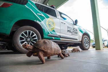 Polícia Ambiental orienta como proceder entrega voluntária de animais silvestres