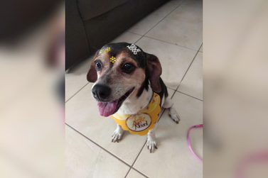 Tutora faz apelo para encontrar cachorrinha desaparecida há quase 20 dias