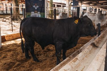 50ª Expo Umuarama encerra sua agenda de leilões neste sábado e domingo