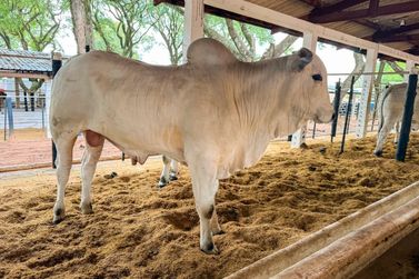 50ª Expo Umuarama realiza neste sábado o primeiro leilão da programação