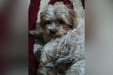Cachorrinha Belinha desaparece em Umuarama; família busca informações