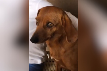 Cachorrinha Manu desaparece em Umuarama; família pede ajuda para encontrá-la